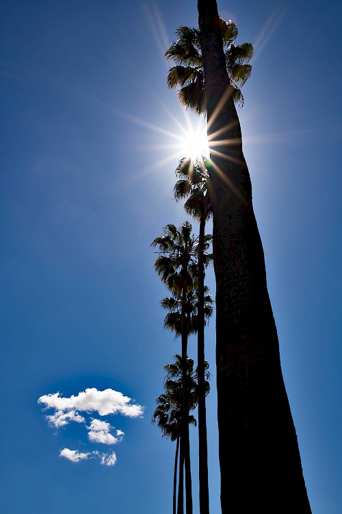 Palm Tree IV