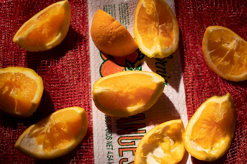 Bite Me- Bitten Oranges